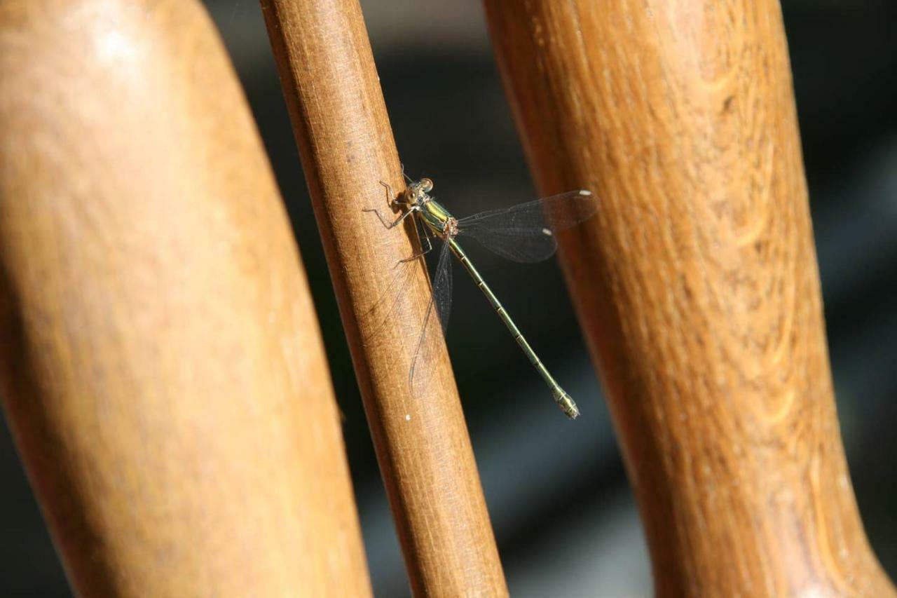 Vegawagen Psyche, Een Sprookje In Coevorden Esterno foto