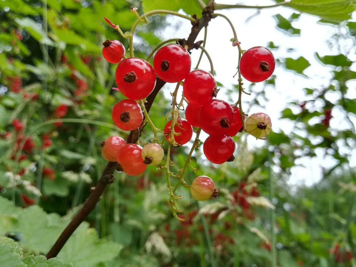 Vegawagen Psyche, Een Sprookje In Coevorden Esterno foto