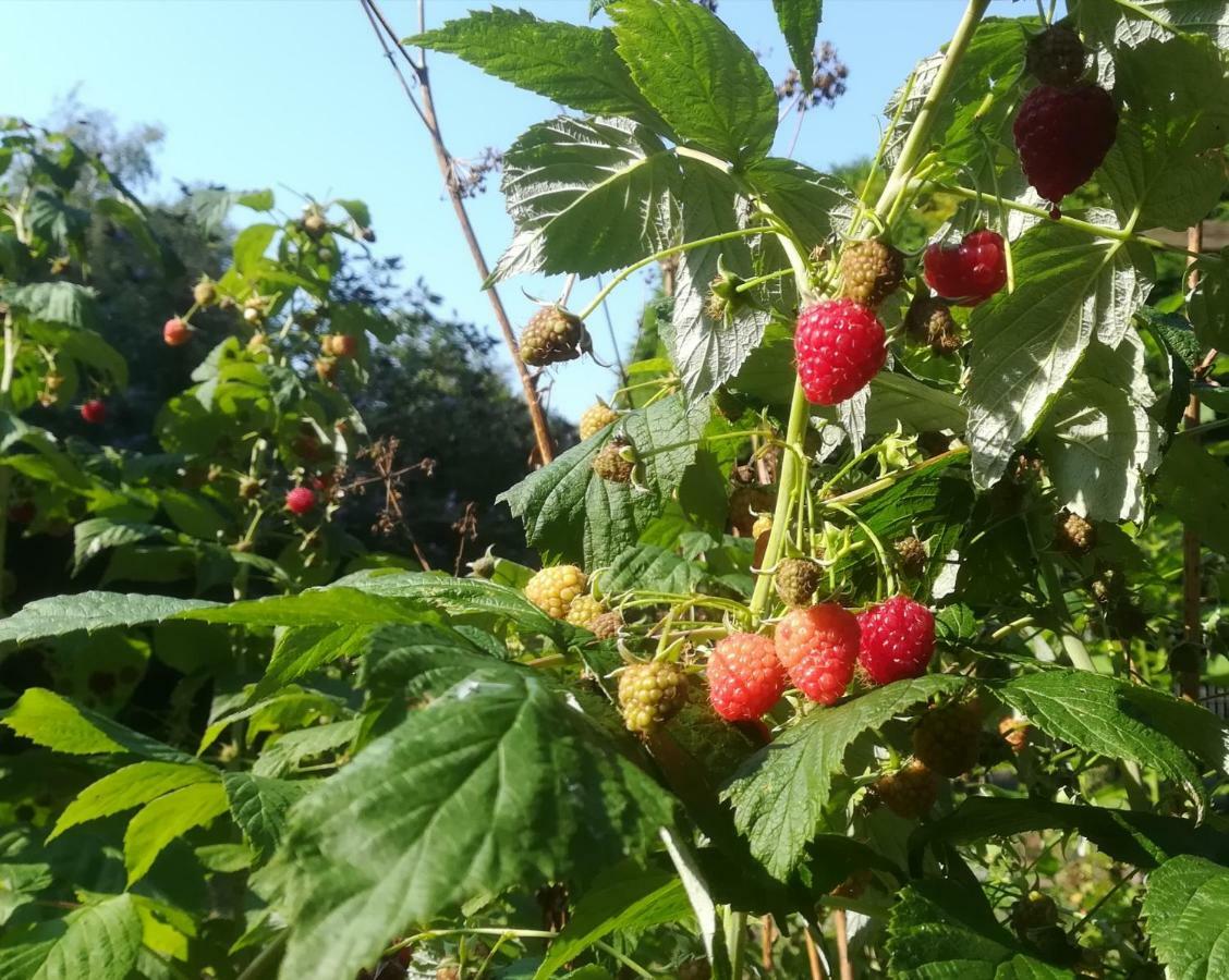 Vegawagen Psyche, Een Sprookje In Coevorden Esterno foto